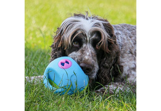 Interactive Treat Ball - North East Pet Shop Ancol