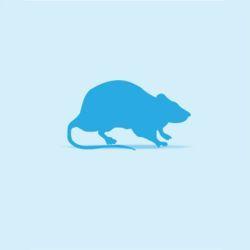 Monkfield Rat - Weaner 26g - 50g - North East Pet Shop MonkField