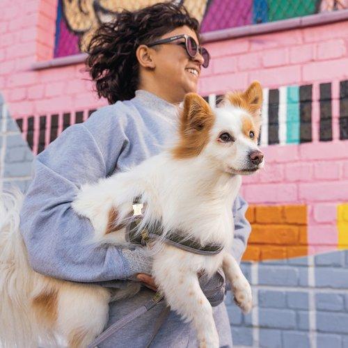Rogz URBAN Adj Fast-Fit Harness Gold Rush - North East Pet Shop Rogz